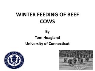 WINTER FEEDING OF BEEF COWS