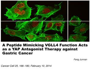 A Peptide Mimicking VGLL4 Function Acts as a YAP Antagonist Therapy against Gastric Cancer