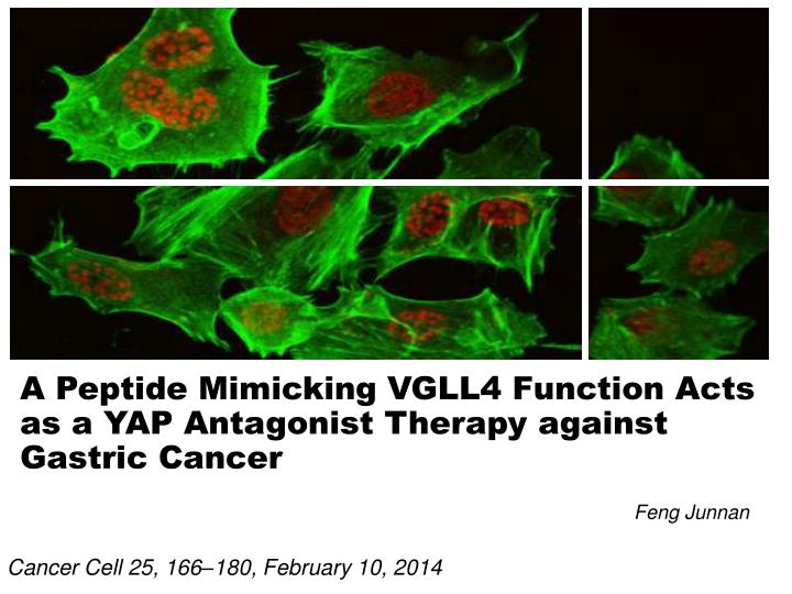 a peptide mimicking vgll4 function acts as a yap antagonist therapy against gastric cancer