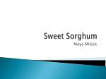 Sweet Sorghum - slide 1