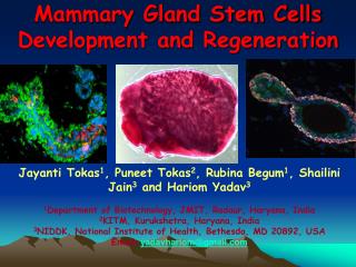 Mammary Gland Stem Cells Development and Regeneration