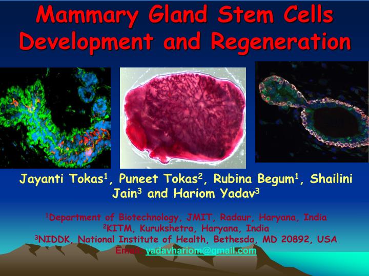 mammary gland stem cells development and regeneration