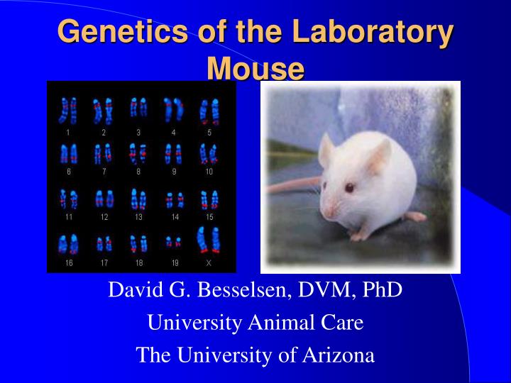 genetics of the laboratory mouse