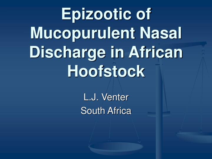 epizootic of mucopurulent nasal discharge in african hoofstock