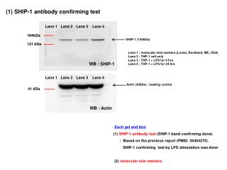 (1) SHIP-1 antibody confirming test