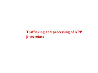 Trafficking and processing of APP b -secretase