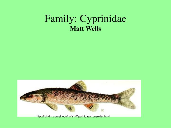 family cyprinidae matt wells
