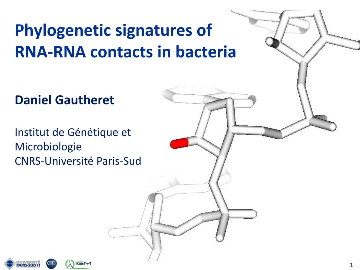 phylogenetic signatures of rna rna contacts in bacteria