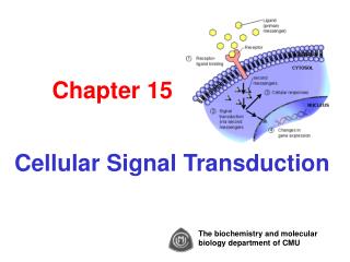 Chapter 15 Cellular Signal Transduction