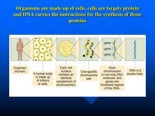 DNA is made up of subunit building blocks called nucleotides