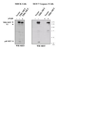 MCF-7 Caspase-3 Cells