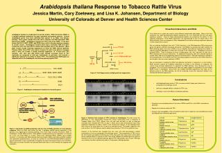 Arabidopsis thaliana Response to Tobacco Rattle Virus