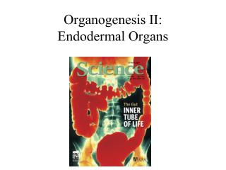 Organogenesis II: Endodermal Organs