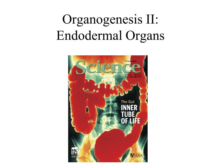 organogenesis ii endodermal organs