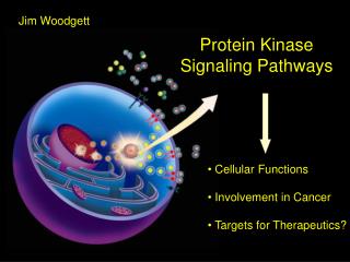 Protein Kinase Signaling Pathways
