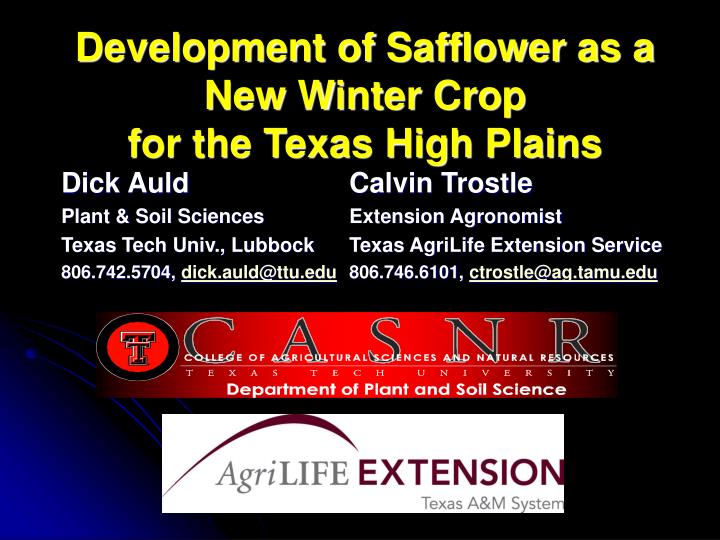 development of safflower as a new winter crop for the texas high plains