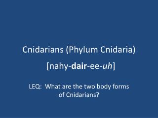 Cnidarians (Phylum Cnidaria)