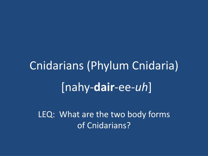 cnidarians phylum cnidaria