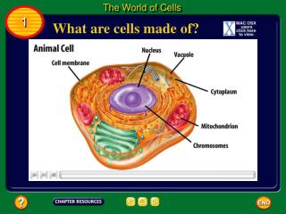 What are cells made of?