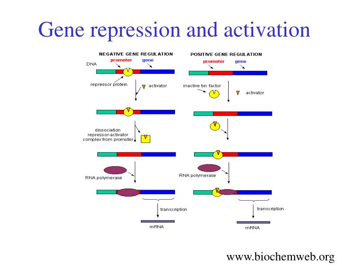gene repression and activation