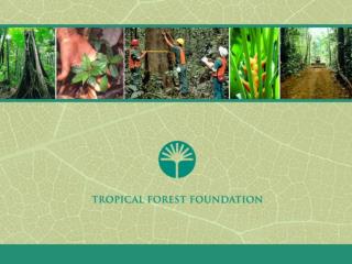 What is the Tropical Forest Foundation (TFF)