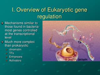 I. Overview of Eukaryotic gene regulation