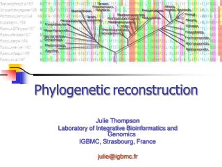 Phylogenetic reconstruction