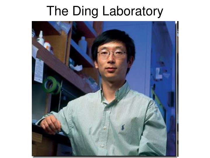 the ding laboratory