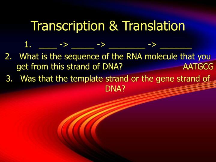 transcription translation