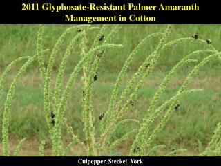 2011 Glyphosate-Resistant Palmer Amaranth Management in Cotton