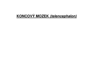 koncov mozek telencephalon