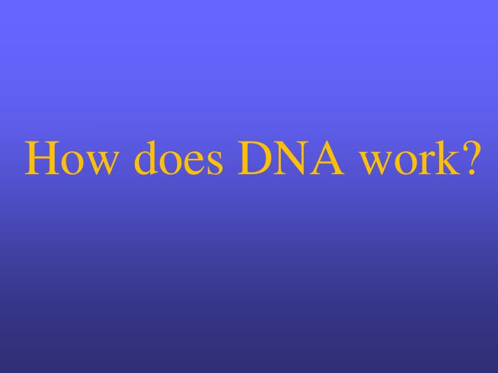 how does dna work