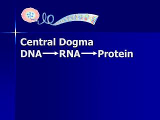 Central Dogma DNA RNA Protein