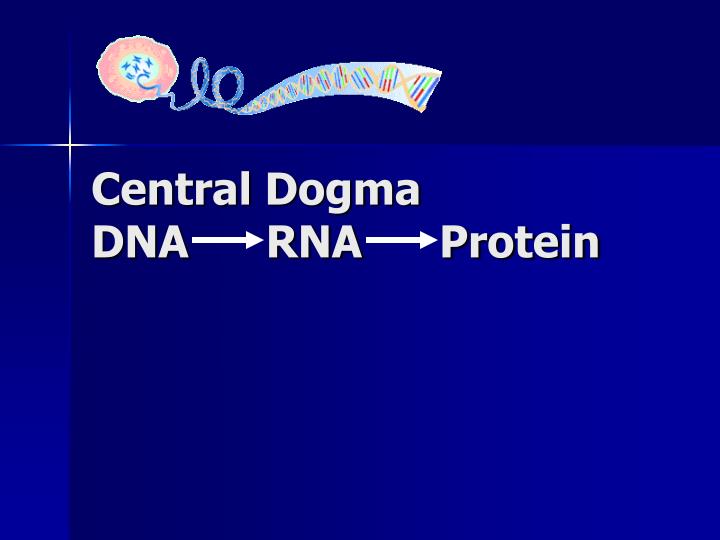 central dogma dna rna protein