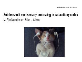 Multisensory convergence
