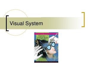 Visual System