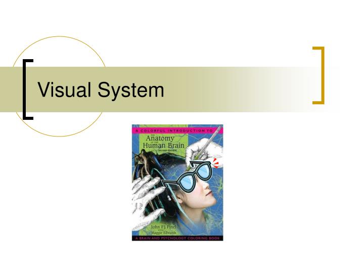 visual system