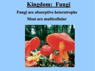 Fungi are absorptive heterotrophs Most are multicellular