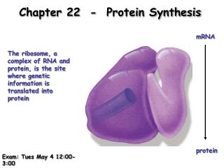 Chapter 22 - Protein Synthesis