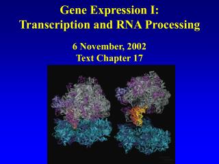 Gene Expression I: Transcription and RNA Processing 6 November, 2002 Text Chapter 17