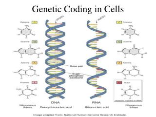 Genetic Coding in Cells