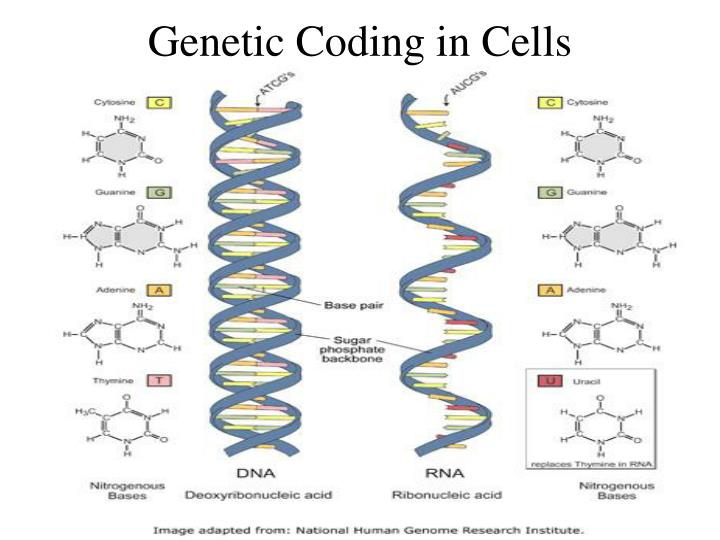 genetic coding in cells