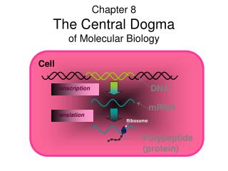Chapter 8 The Central Dogma of Molecular Biology