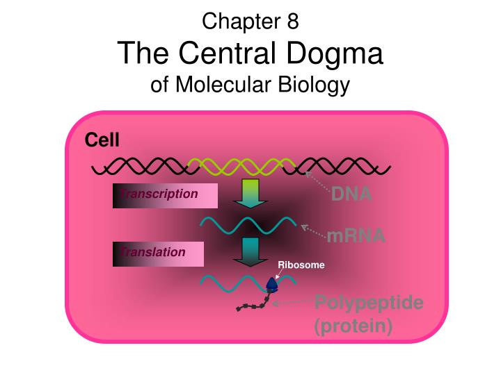 chapter 8 the central dogma of molecular biology