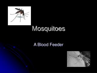 Mosquitoes