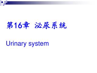 16 urinary system