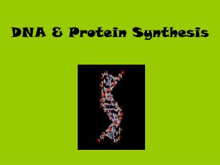 DNA &amp; Protein Synthesis