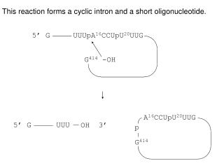 This reaction forms a cyclic intron and a short oligonucleotide.