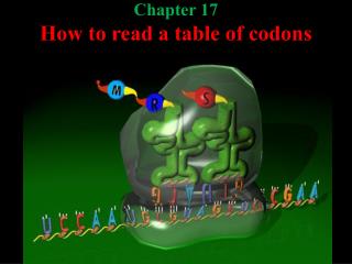 Chapter 17 How to read a table of codons