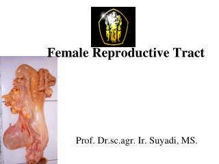 Female Reproductive Tract